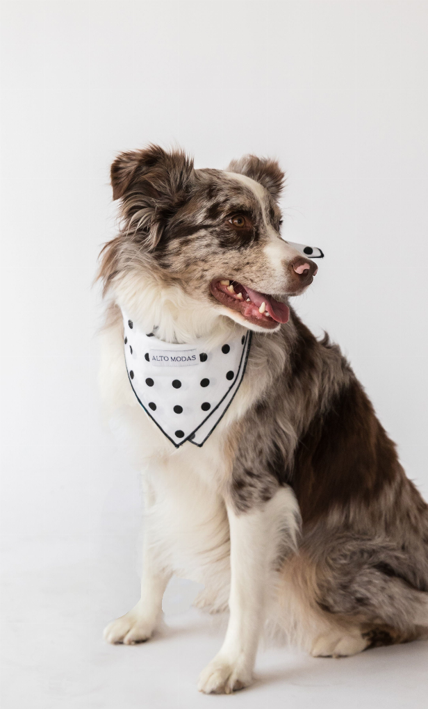 Buddy Dog Bandana