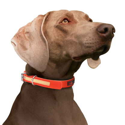 Play Martingale Collar