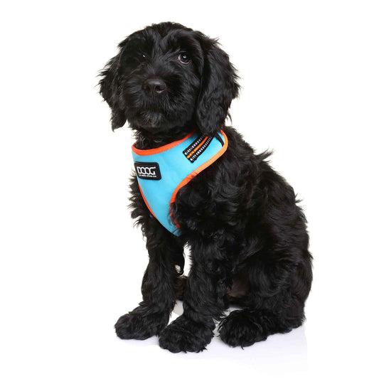 DOOG Neoflex Dog Harness Beethoven Neon Large Orange/Blue