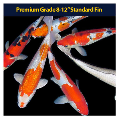 Standard Fin KOI