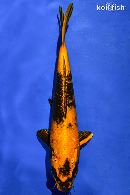 Standard Fin KOI