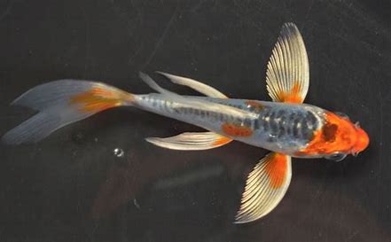 Butterfly Fin KOI